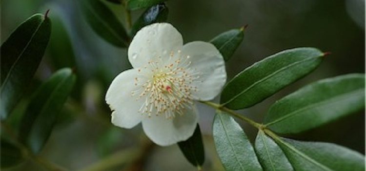 Société d'Horticulture d'Angers